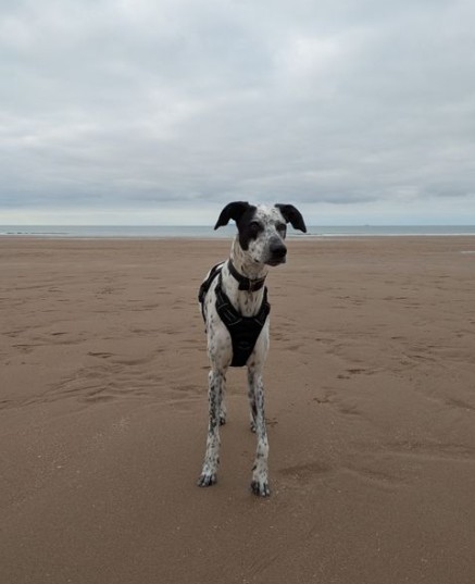 A picture of Tye the dog