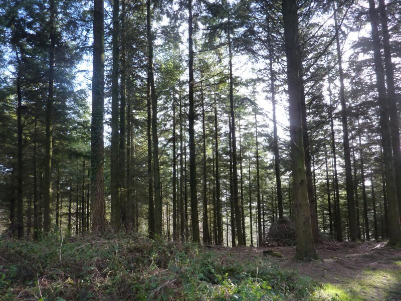 Mamhead hill and obelisk