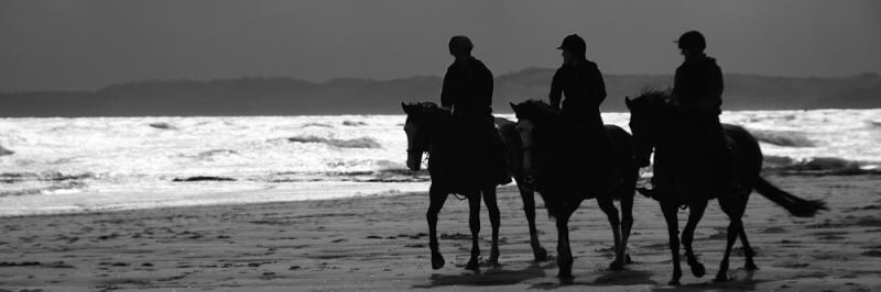 horses on exmouth beach.jpg