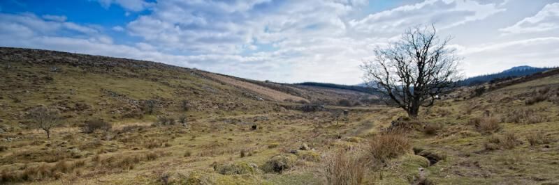dartmoor valley + tree.jpg