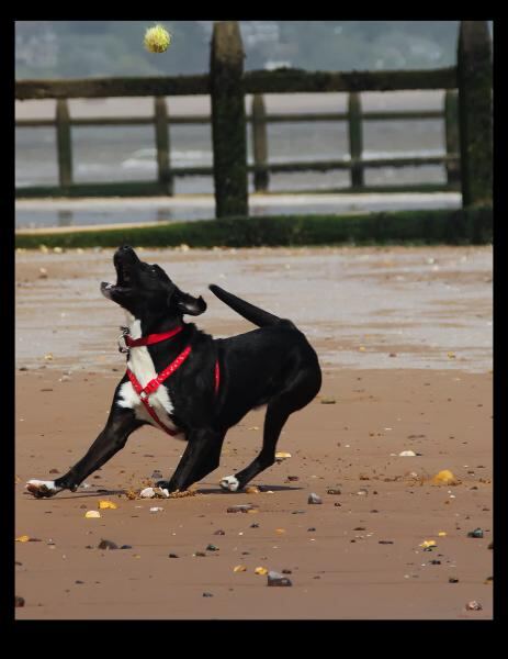 scooby beach 2.jpg
