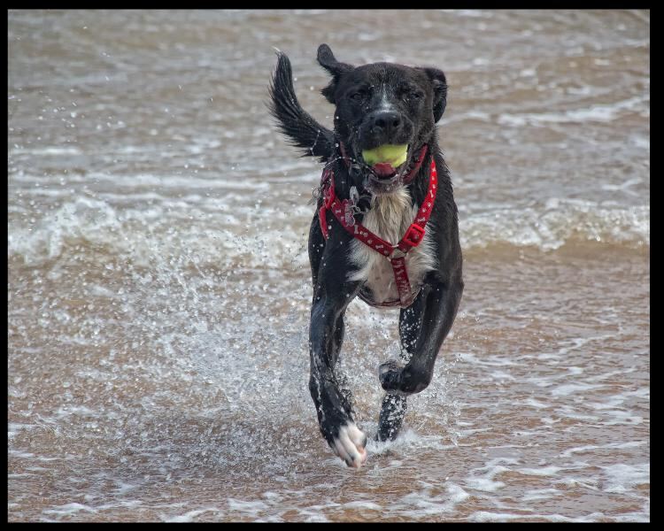 scooby beach 1.jpg