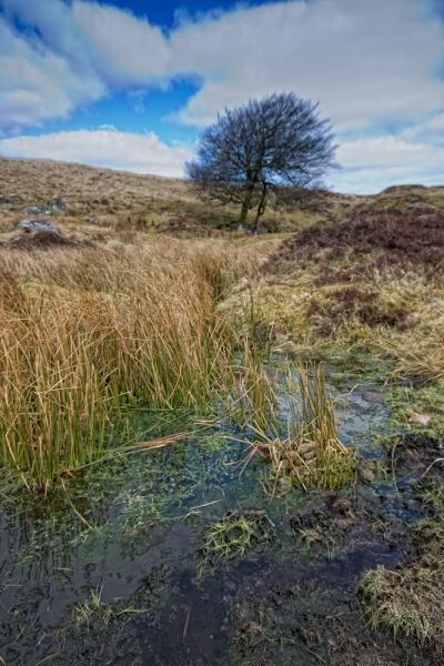 dartmoor tree + bog.jpg