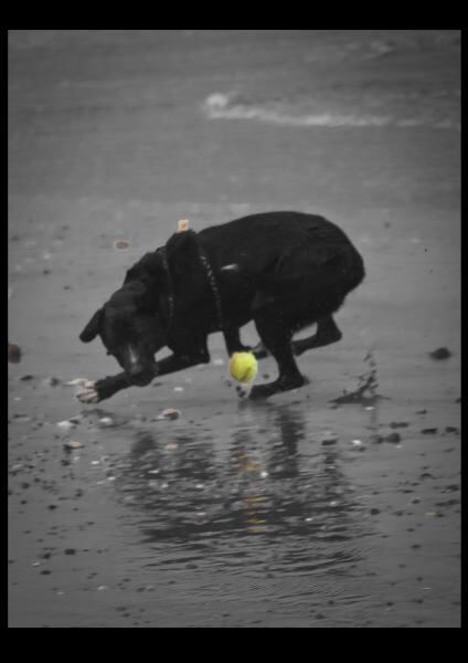 scooby + ball.jpg