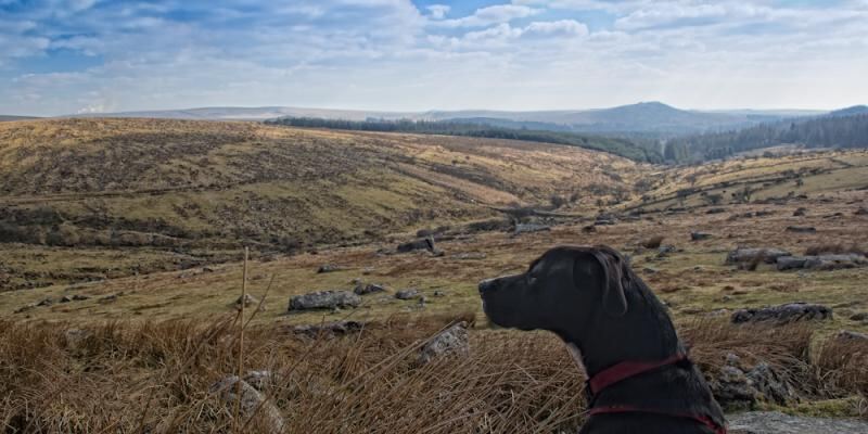 scooby surveys his domain.jpg