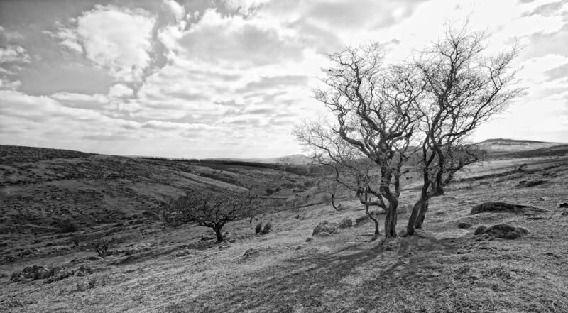 dartmoor trees.jpg