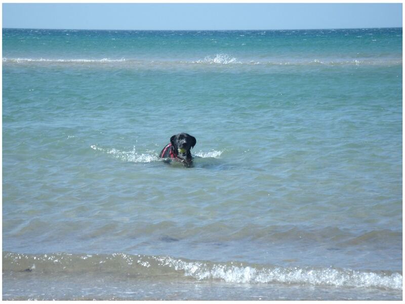 Scooby at Perranporth