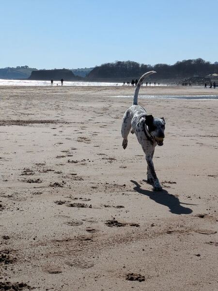 Tye's first time off lead